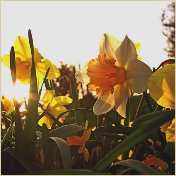 Spring Sunshine