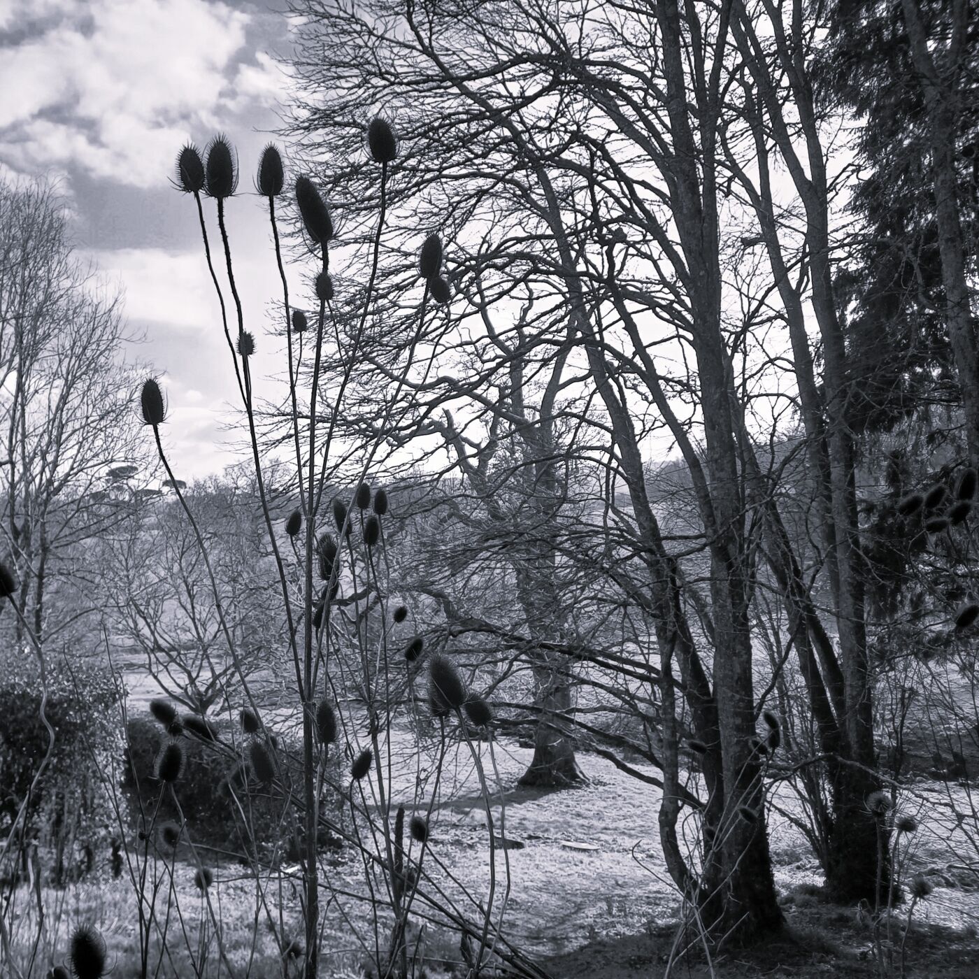 Stewart Long Teasels 1