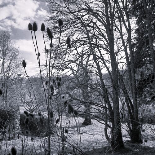 Stewart Long Teasels 1