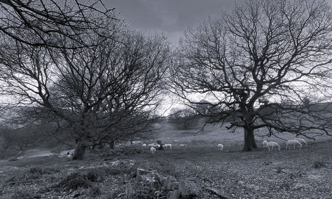 Stewart Long Winter Trees 1