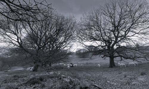 Stewart Long Winter Trees 1
