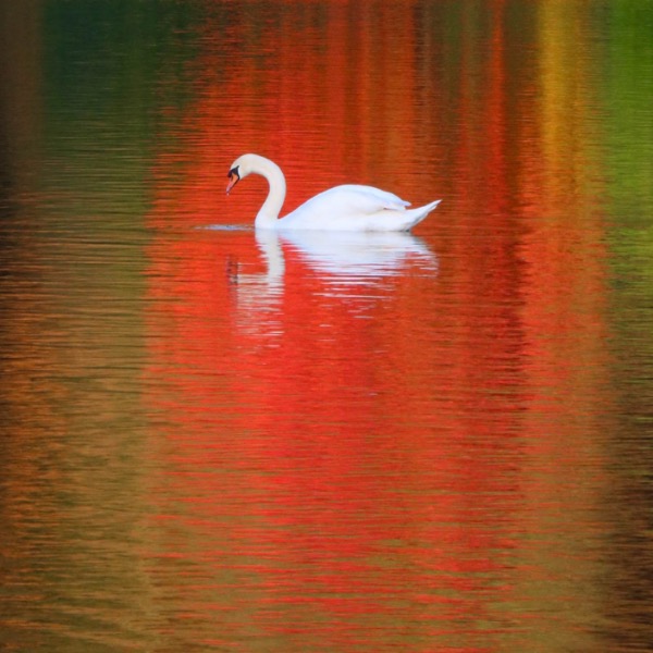 Stourhead Swan