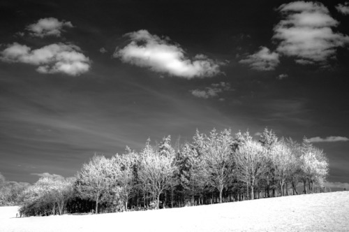 The Copse