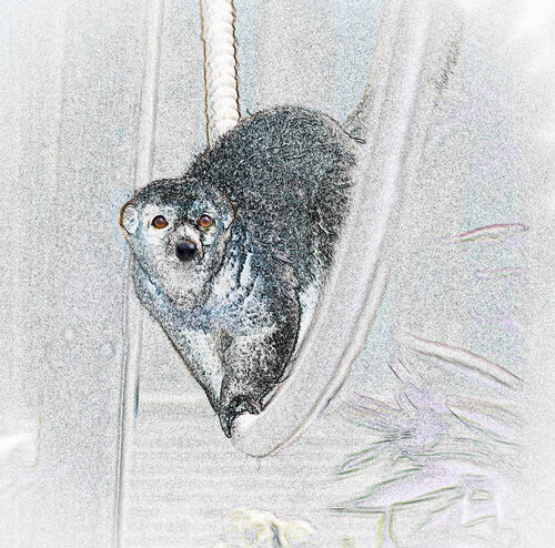 Trish Lock Wildlife: Amber Eyes
