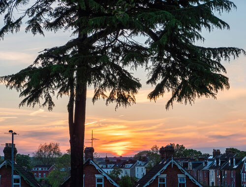 Cedar Sunset