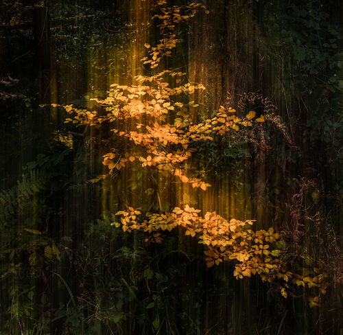 DPI 2nd: Finding Light