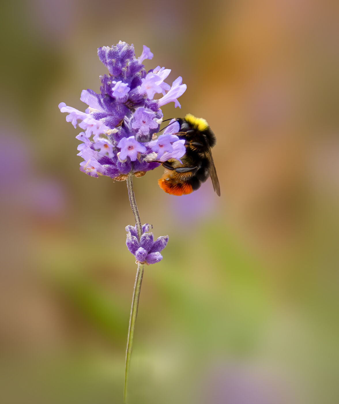 H C Trish Lock Red Tailed Bee in Lavender 1