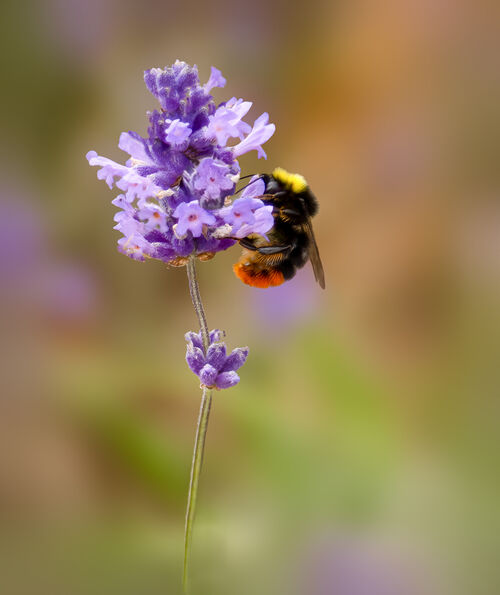 H C Trish Lock Red Tailed Bee in Lavender 1