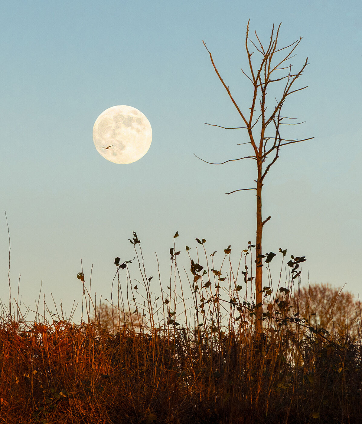 Trish Lock The Wolf Moon rose before sunset 1
