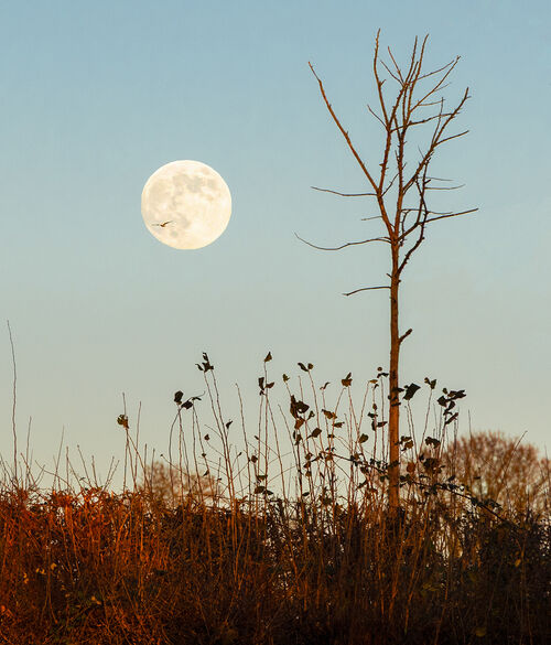 Trish Lock The Wolf Moon rose before sunset 1