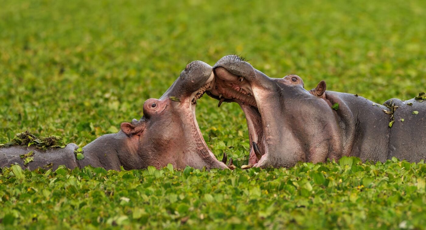 1st Jane Haycocks Jaws 1