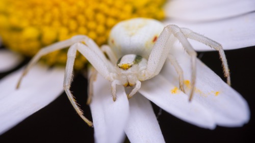 Golden Rod Crab Spider