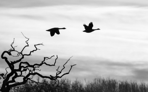 Canada Geese
