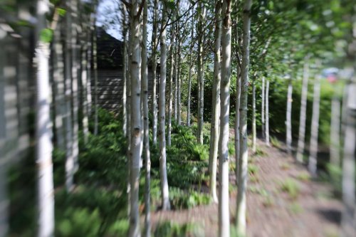 Yeo Valley Farm trees - Linda Harvey