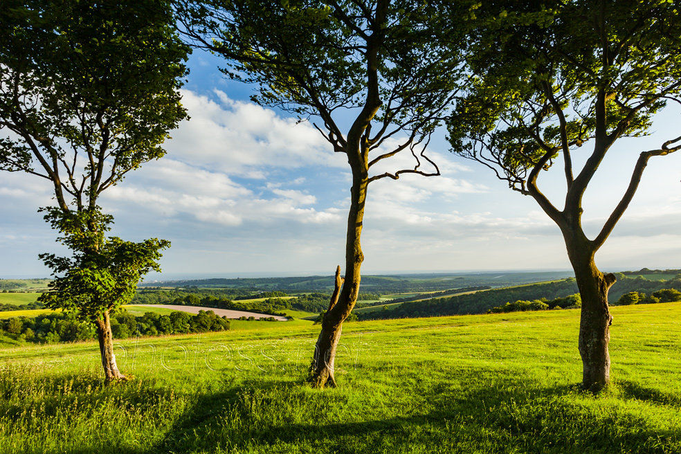 South Downs Way