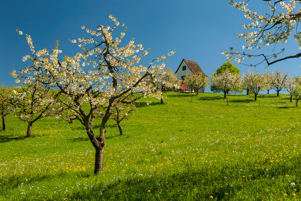 Swiss Bliss