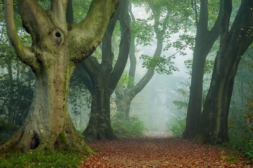 Ancient Forest
