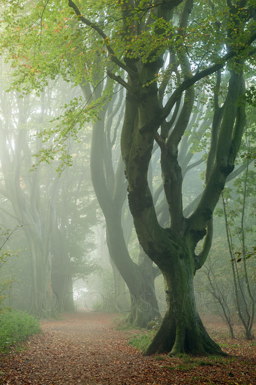 Autumn in the Park