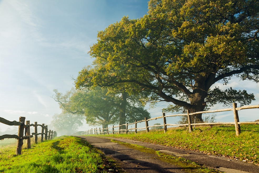 Autumn Oaks