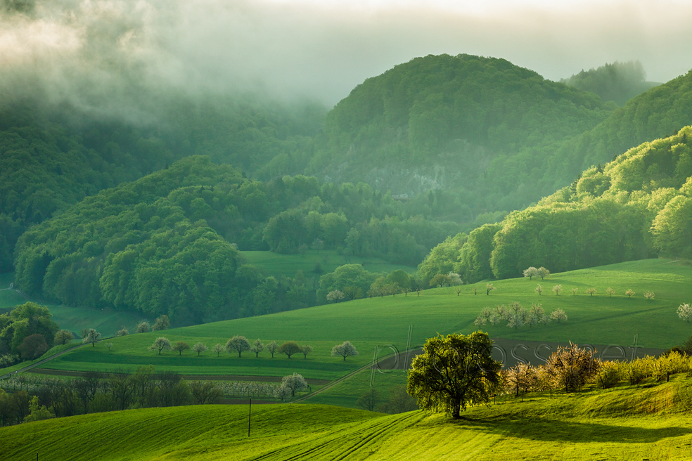 Morning in Jura Mountains