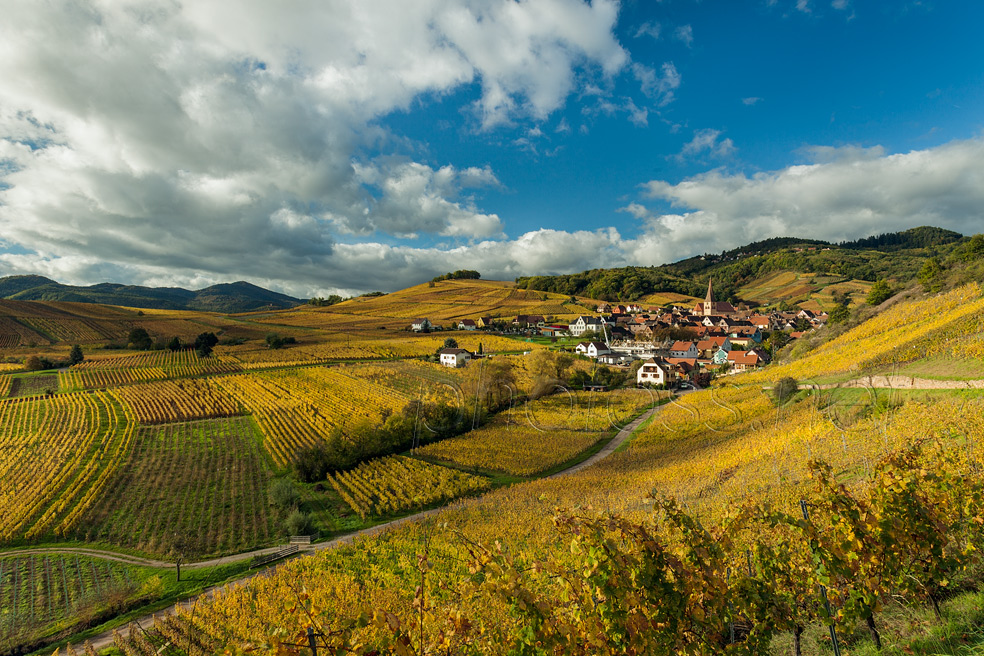 Autumn in Niedermorschwihr