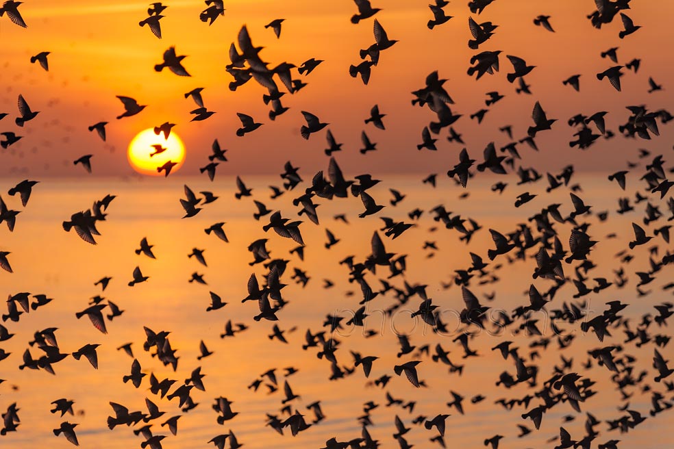 Starlings at sunset in Brighton