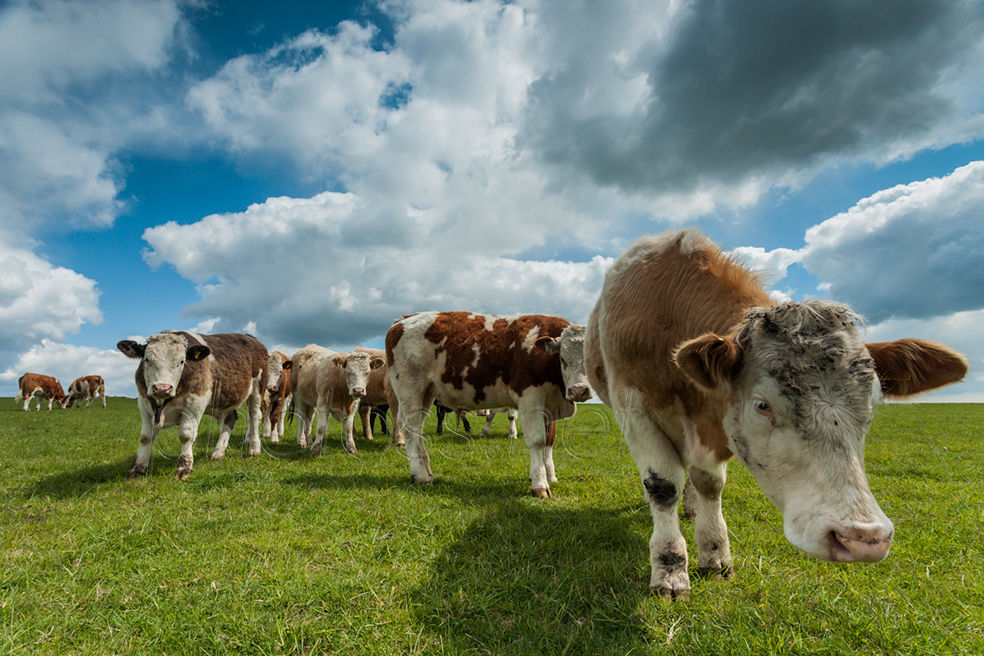 Inquisitive bulls on the South Downs in East sussex