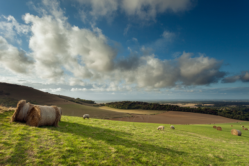 Summer afternoon on the South Downs in East Sussex