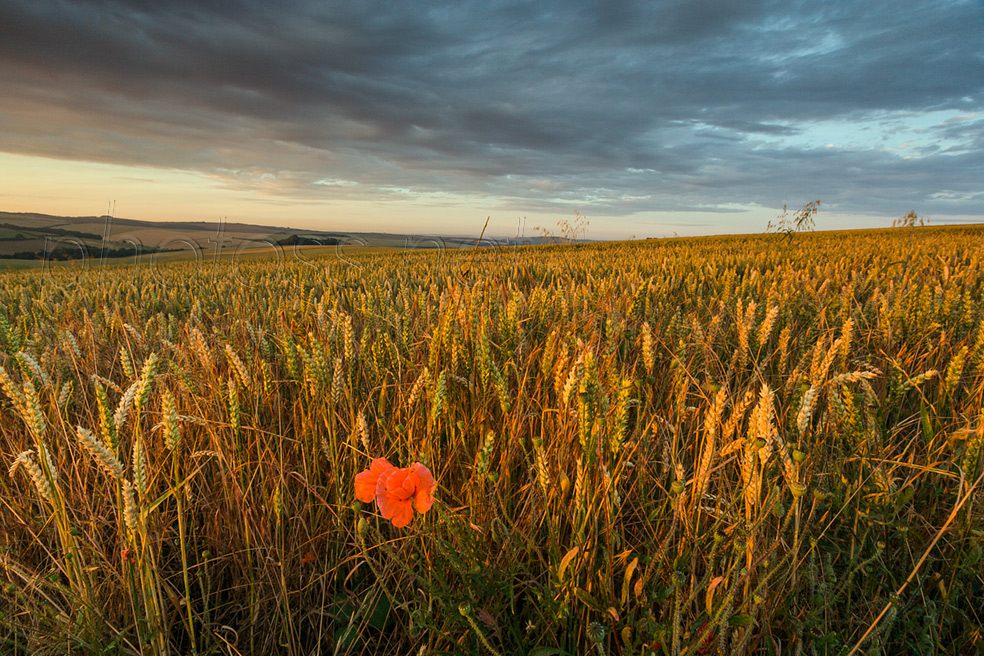 Lone poppy at sunset on the South Downs