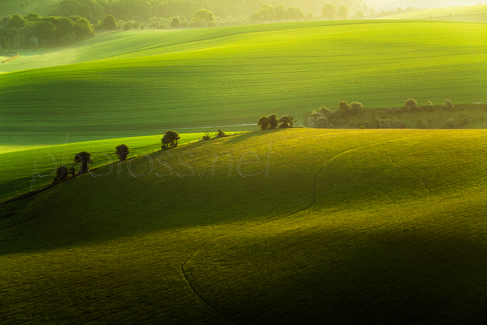 Spring morning on the South Downs in East Sussex
