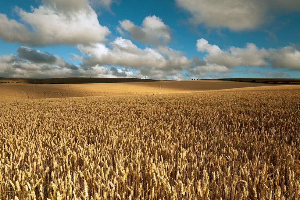 Summer afternoon on the South Downs near Brighton