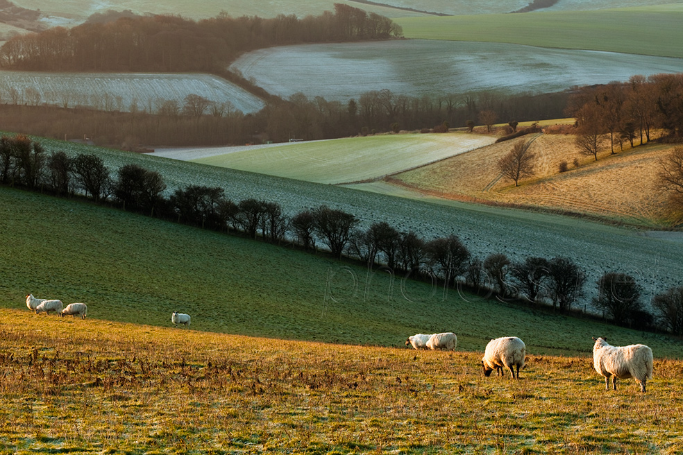 Winter morning on the South Downs in East Sussex