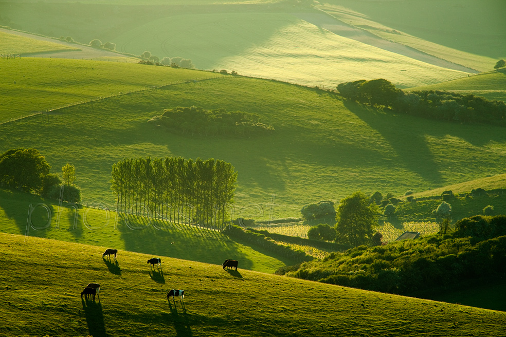 Spring evening on the South Downs in East Sussex