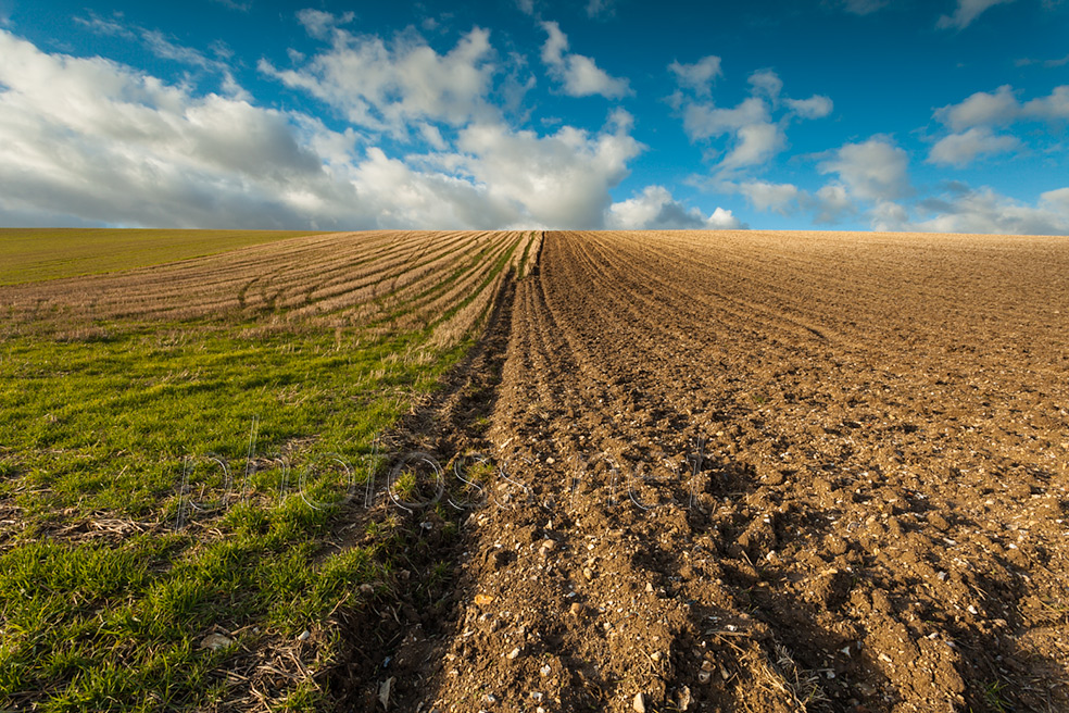 Winter afternoon on the South Downs in East Sussex