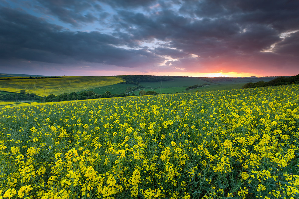 June sunset on the South Downs in East Sussex