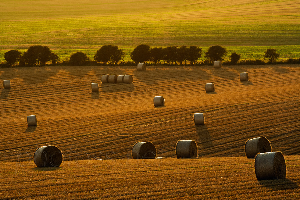Summer evening on the South Downs in East Sussex