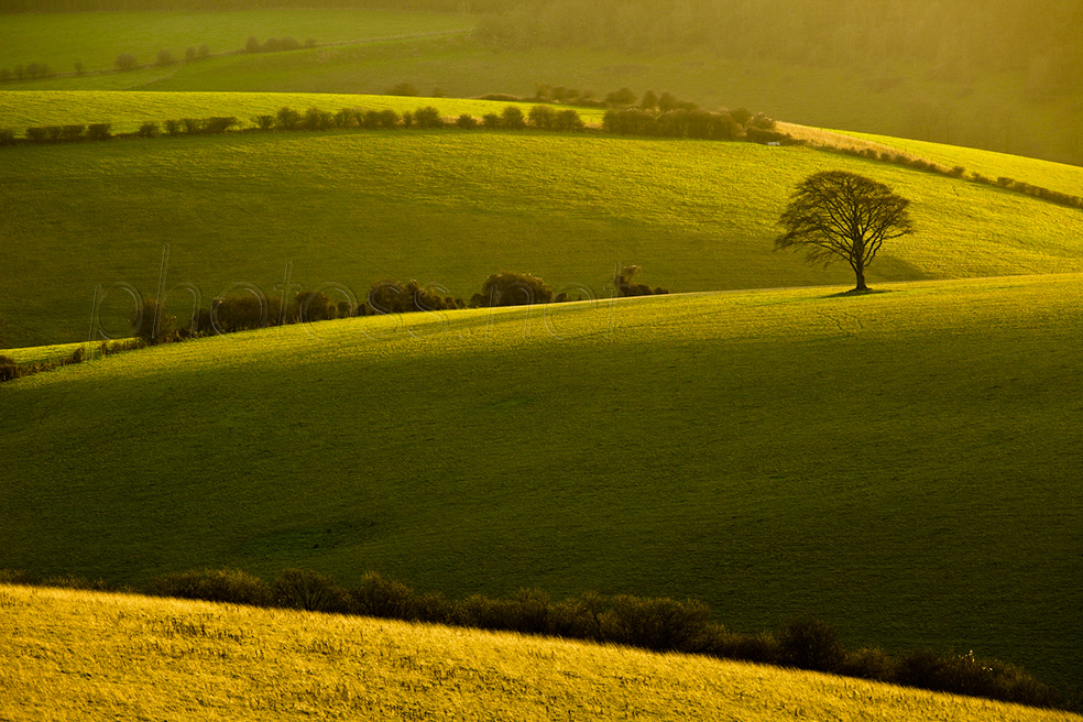 Winter afternoon on the South Downs in East Sussex