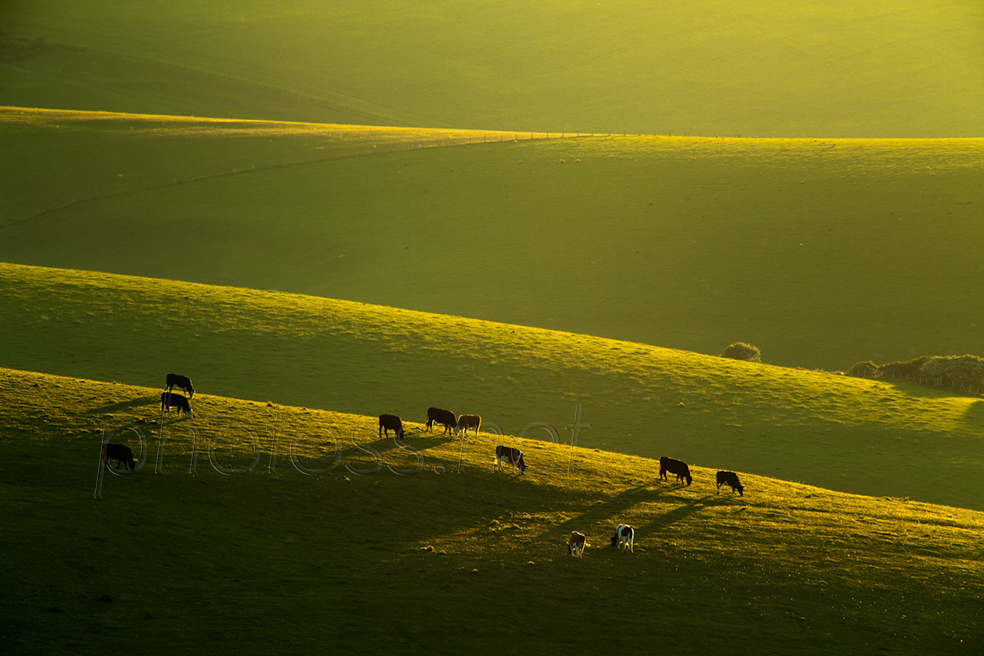 Spring evening on the South Downs in East Sussex