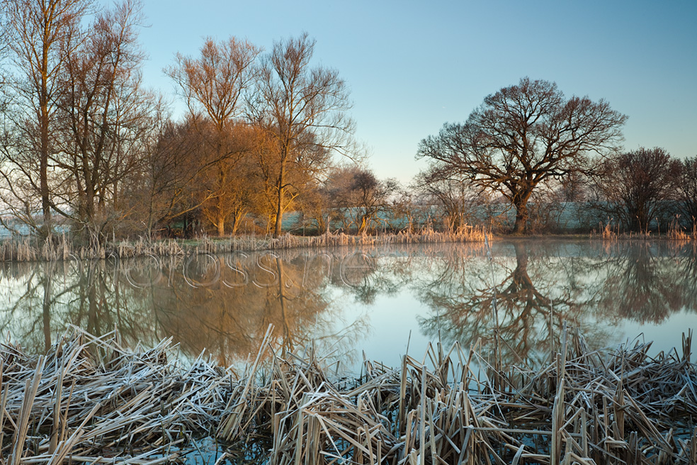 Frosty morning at a pond in West Sussex