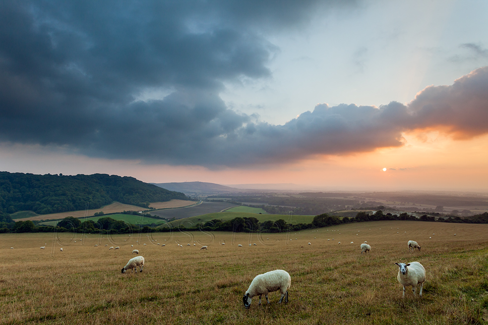 Late summer evening on the South Downs