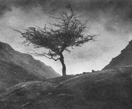 Lone Tree