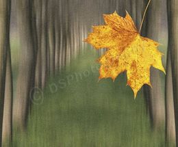 Woodland Impression 2