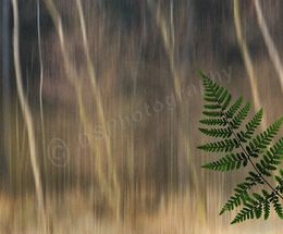 Woodland Impression 3