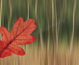 Woodland Impression 1