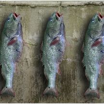 Fish 1
