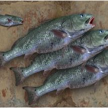 Fish 3
