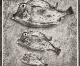 Box Fish