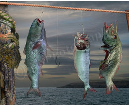 Dead Fish Don't Stink