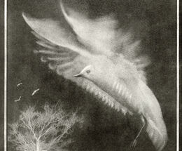Flight