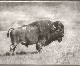 High Plains Drifter